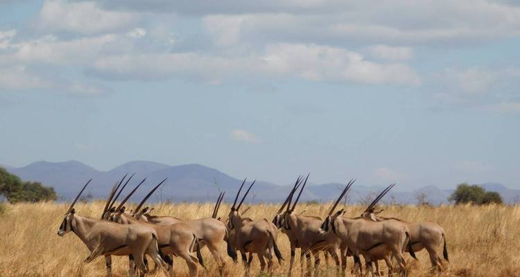 Un groupe d'antilopes broutant dans une plaine herbeuse avec des montagnes en arrière-plan.
