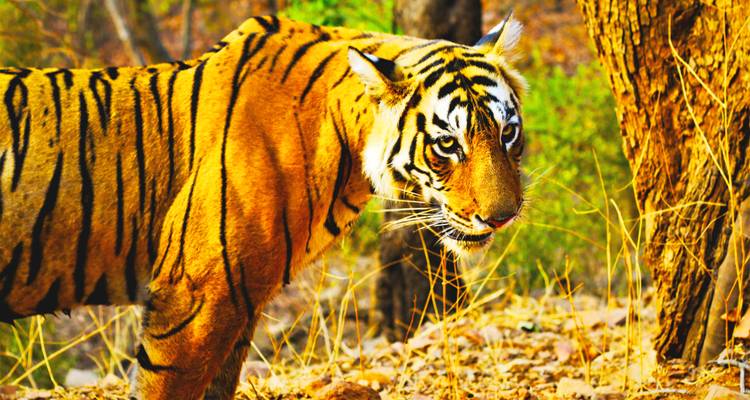 Tijger staand tussen droog gras in een bosomgeving, kijkend naar de camera.