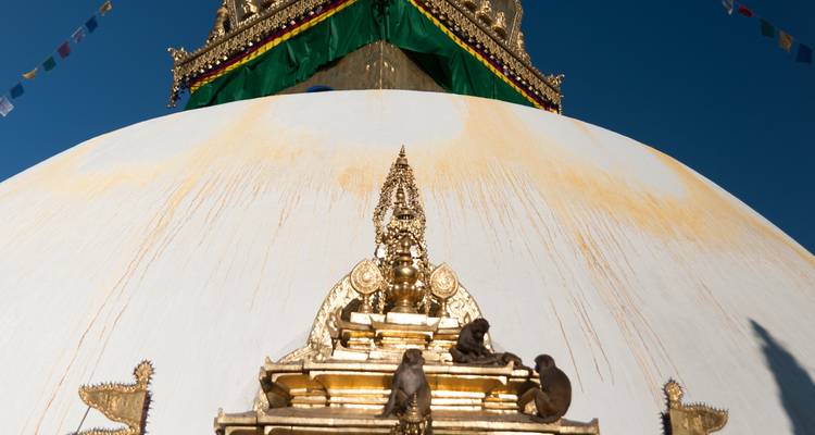 Affen auf einer Stupa mit goldenen Verzierungen unter einem klaren Himmel.