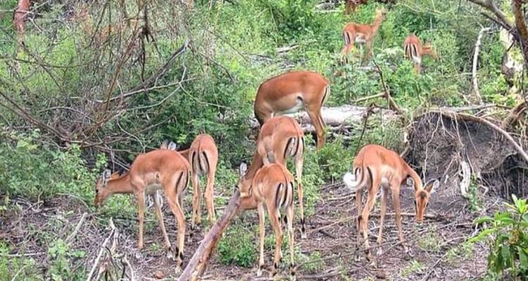 Groupe d'antilopes broutant dans la brousse.