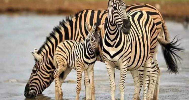 Des zèbres qui boivent de l'eau d'un lac dans un environnement naturel.