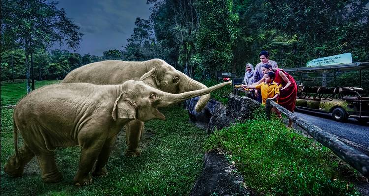 Eine Gruppe beobachtet verspielte Elefanten während eines immersiven Wildnis-Erlebnisses in üppiger grüner Umgebung.