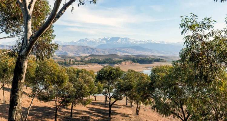 Panoramic view through eucalyptus trees toward a lake and the snow-capped Atlas Mountains under a clear blue sky.