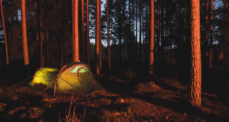 Dos carpas iluminadas brillan entre pinos altos en un bosque oscuro al anochecer.