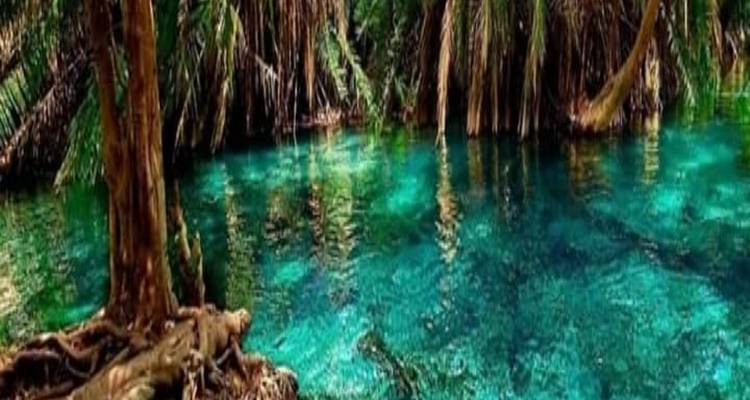 Ein ruhiger natürlicher Pool, umgeben von dichter Vegetation.