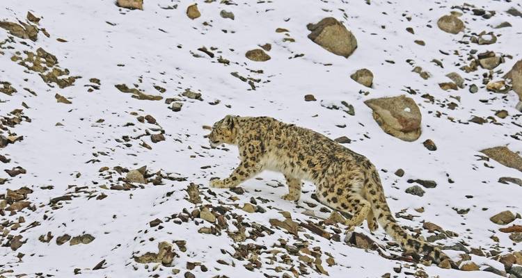 Snow leopard walking on a snowy slope.