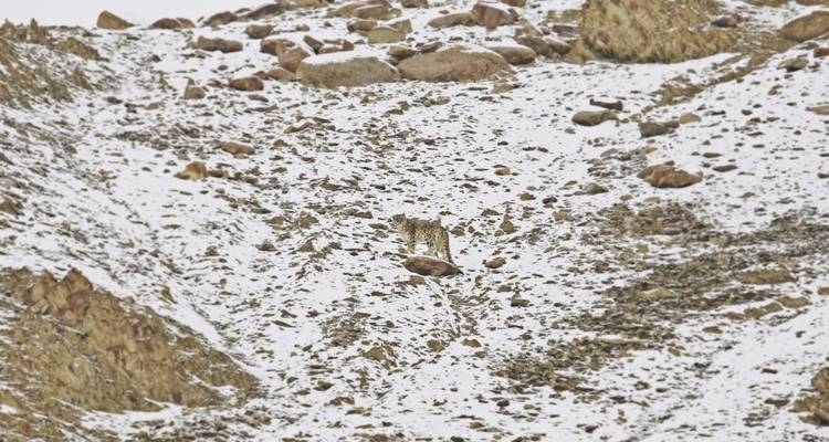 Snow leopard camouflaged on snowy terrain.