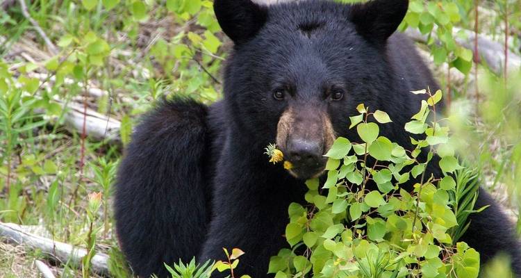 Ein Bär in einem Wald, der in die Kamera blickt.