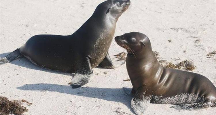 Two playful sea lions resting on a sandy beach with scattered seaweed.