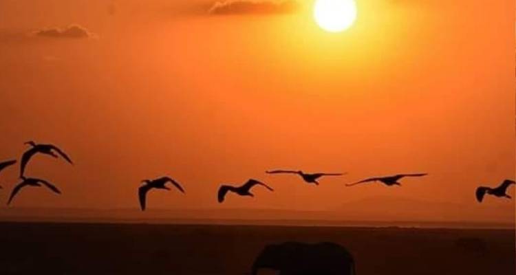 Silhouette von Vögeln und einem Elefanten vor einem Sonnenuntergangshimmel.