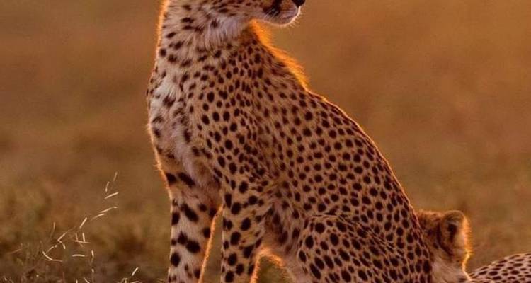 Gepard sitzt bei Sonnenuntergang im Gras.