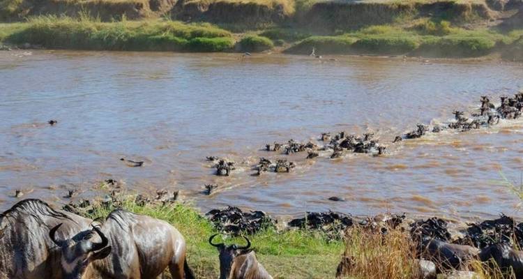 Herde von Gnus, die während der Wanderung einen Fluss überqueren.