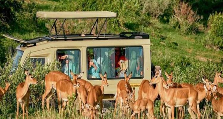 Touristen in einem Safari-Fahrzeug beobachten eine Herde von Impalas.