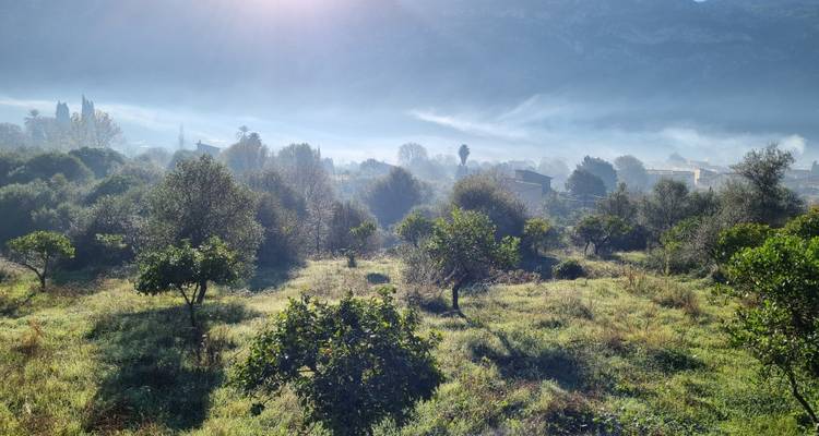 Lush landscape with trees and morning mist.