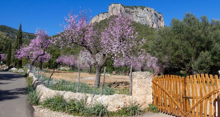 Road lined with almond trees in bloom.