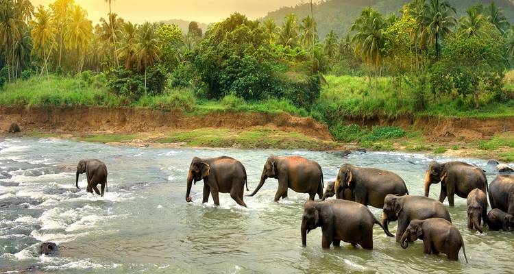 A group of elephants crossing a shallow river surrounded by greenery.