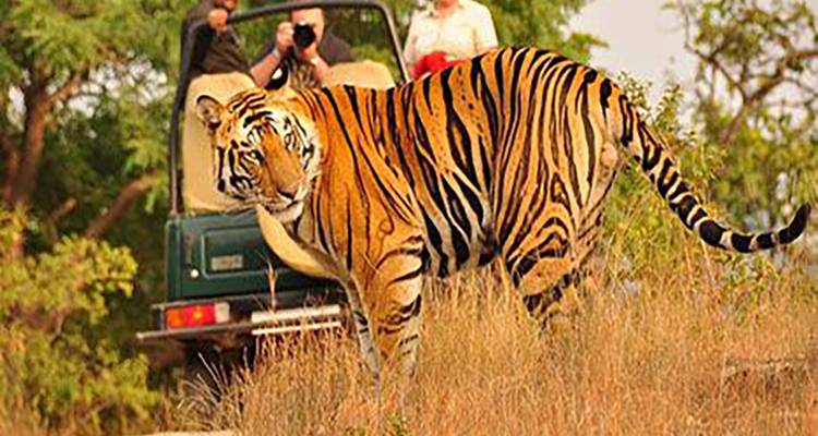 Tiger in freier Wildbahn mit Zuschauern in einem Fahrzeug.