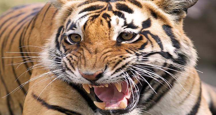 Nahaufnahme eines knurrenden Tigers.