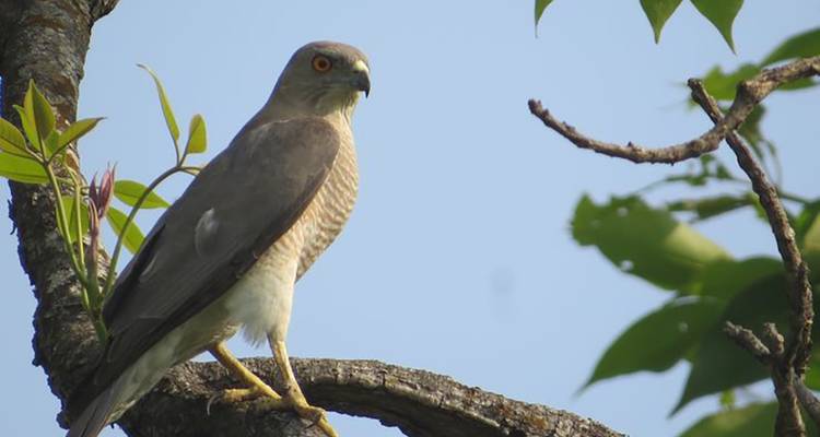 Vogel auf einem Ast vor blauem Himmel.