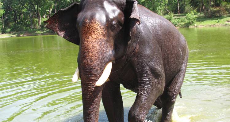 Ein Elefant, der durch Wasser in einer Waldumgebung läuft.