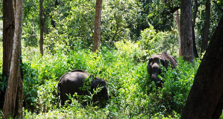Zwei Elefanten, die in einem Wald grasen.