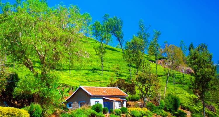 Ein kleines Haus umgeben von üppiger grüner Landschaft.