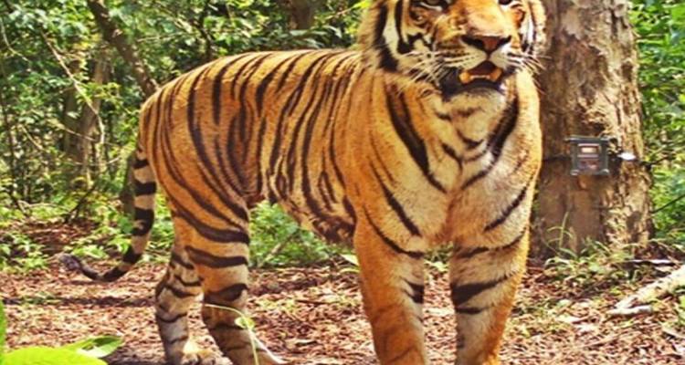 Ein Tiger, der aufmerksam in einer Dschungelumgebung steht.