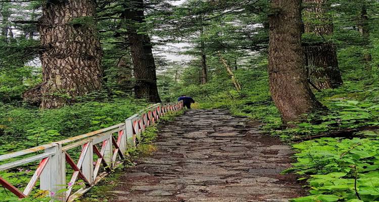 Ein Steinweg durch ein dichtes Waldgebiet mit einer Person in der Ferne.