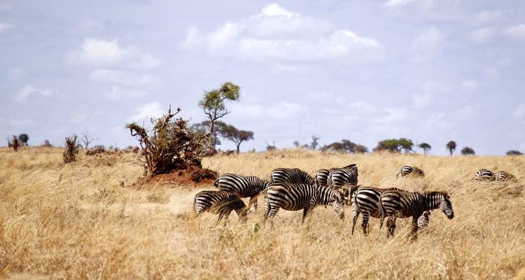 Zebraherde grast in trockener, grasbewachsener Landschaft.