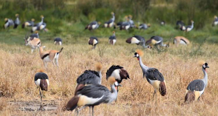 Large flock of grey crowned cranes feeding among tall golden grasses on an African savanna.