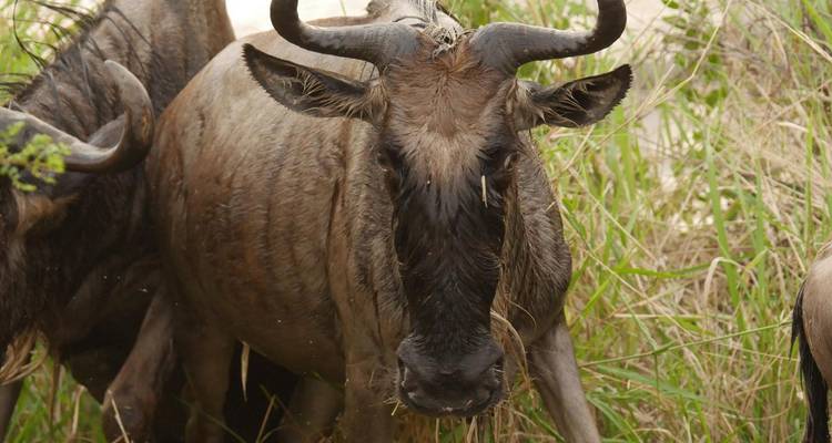 Close-up of a wet wildebeest standing in thick reeds after crossing a river.