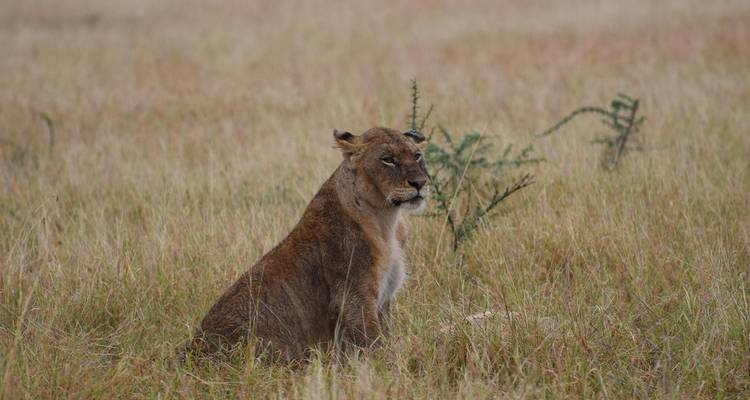 Lioness sits alert among tall beige grasses in open savanna.