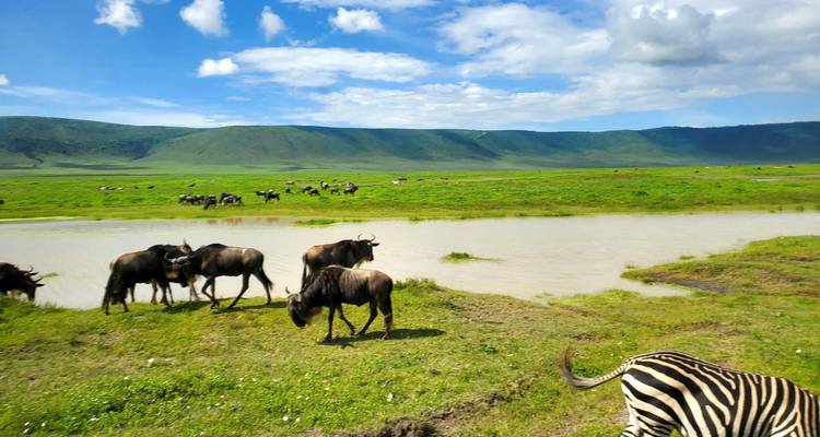 Herd of wildebeests and zebra by a waterhole in a vast green landscape.