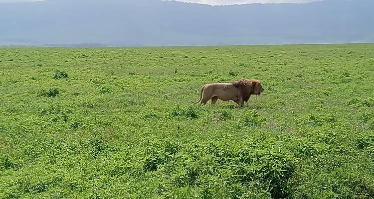 A lion walking through a green field with mountains in the background.