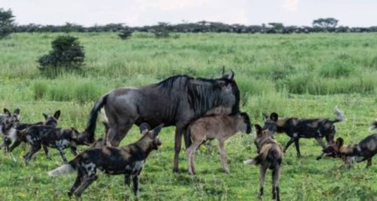 Wildebeest and African wild dogs in a grassy plain.