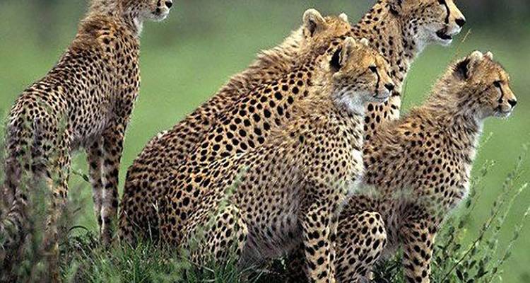 Group of cheetahs sitting on grassland