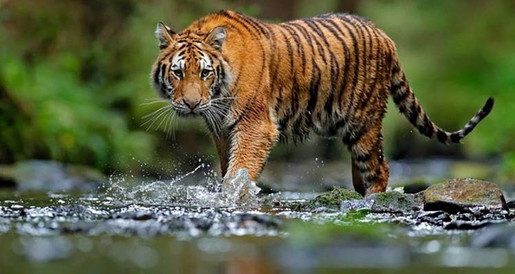 Tiger walking through shallow water