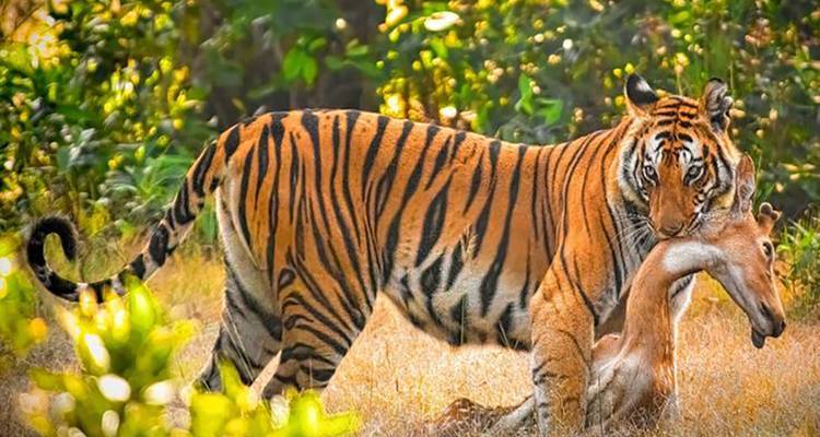 Tiger with prey in a forest setting