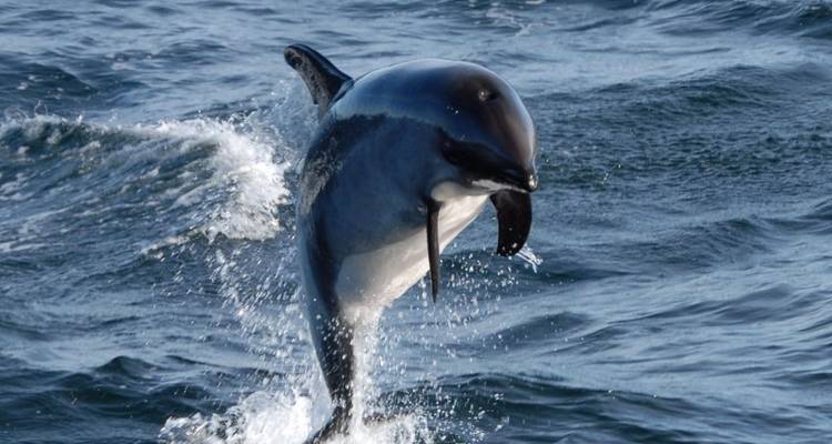 Delfin springt aus dem Wasser in einer Meeresumgebung.