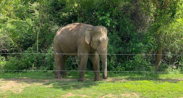 Ein Elefant am Waldrand.
