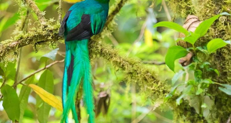 Ave Quetzal Resplandeciente rodeada de ramas cubiertas de musgo.