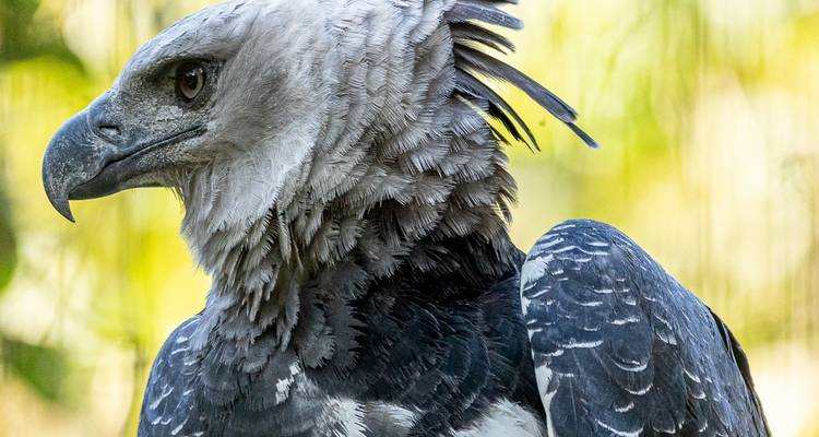 Primer plano de un Águila Harpía posada con plumas detalladas.