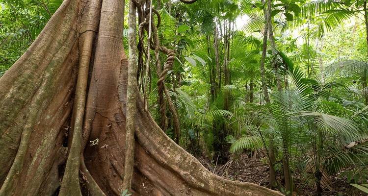 Una selva tropical densa con árboles grandes y follaje verde exuberante.