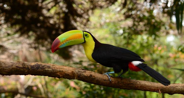 Tucán pico de quilla vibrante posado en una rama rodeado de frondosa vegetación verde.