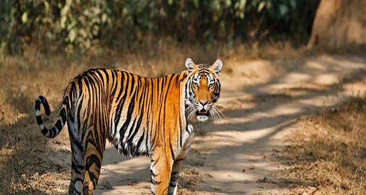 Tiger läuft auf einem Waldweg.