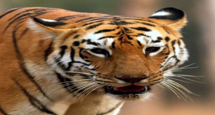 Nahaufnahme eines Tigergesichts in der Wildnis.