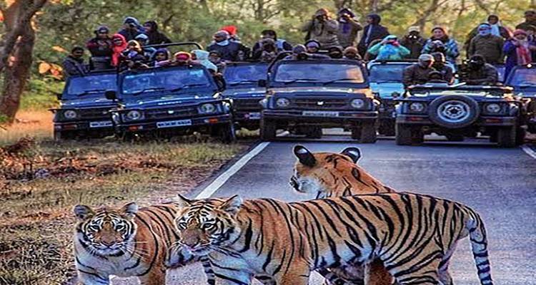 Zwei Tiger überqueren eine Straße, während Touristen in Jeeps zuschauen.