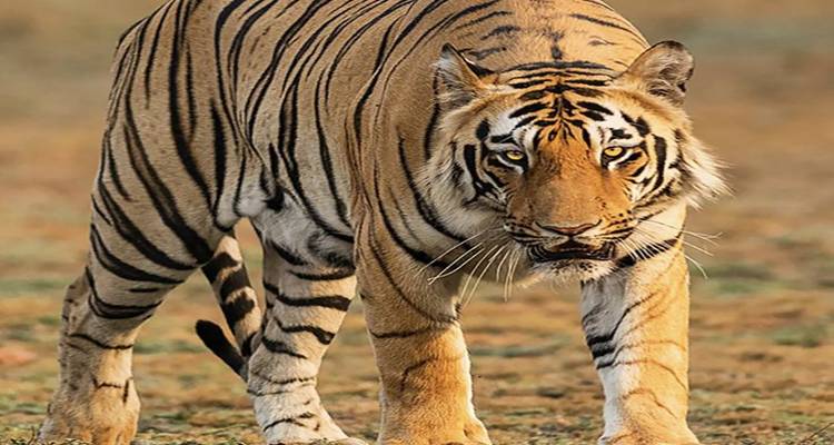 Tiger, der in einer natürlichen Umgebung auf die Kamera zugeht.