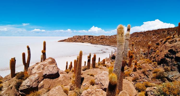 Cactussen op rotsachtig terrein met uitzicht over uitgestrekte zoutvlakte