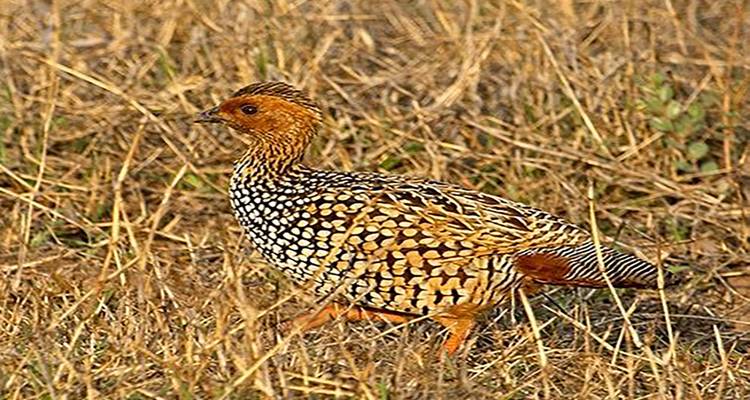 Ein kleiner Vogel mit gemusterten Federn, der über trockenes Gras läuft.